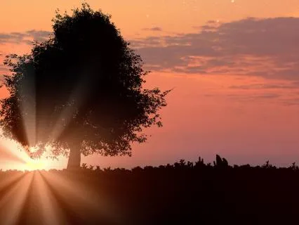 Quantum Heart Coherence: Radiate A New Frequency