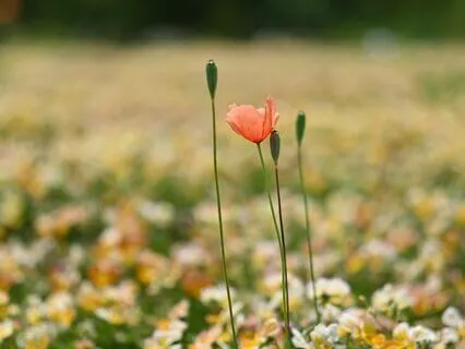 Quantum Meditation For Fertility