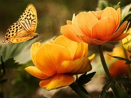 Quantum Reiki For Self-Trust, Social Anxiety & The Solar Plexus Chakra (528Hz Solar Plexus Frequency)