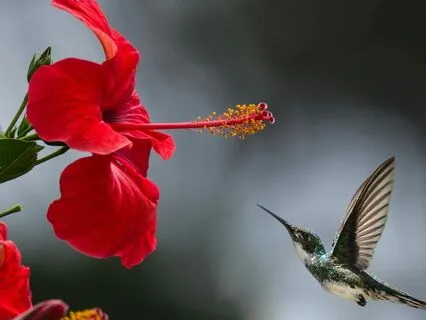 Quantum Self Upgrade