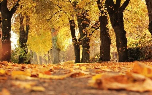 Quartet Music Flute And Piano ( Falling Leaves )