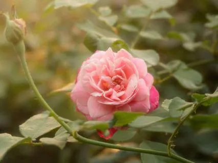 Queen Of Roses: Letting Go And Trusting Life