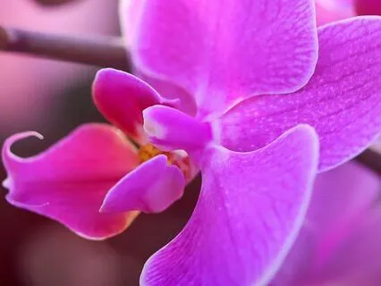 Quest For The Ethereal Orchid (Long Bedtime Story)