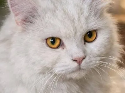 Questions Beneath The Night | Kalimba Healing Sleep Music