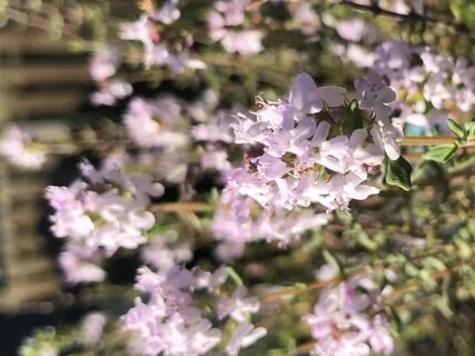 Quick Calming Open Awareness