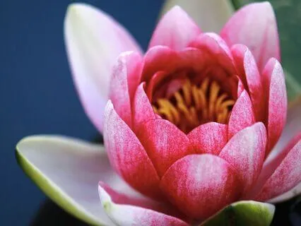 Quick Energy Healing Reset