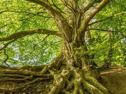 Quick Grounding And Centering Practise