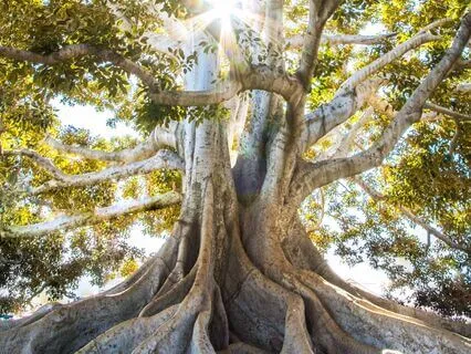 Quick Grounding Meditation