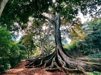 Quick Grounding Roots