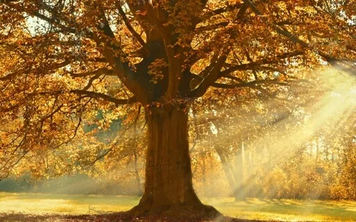 Quick Grounding Universal Connection