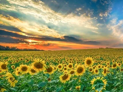 Quick Lift Laugh & Tap: I Don't Feel Like Laughing