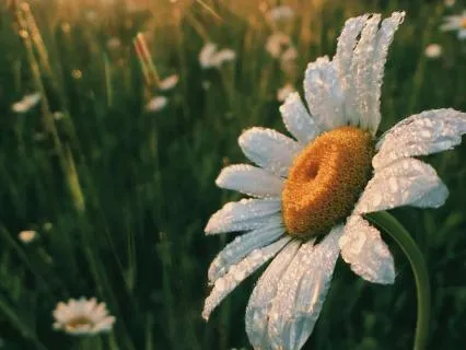 Quick Morning Yoga Nidra | Calm Before The Day Begins