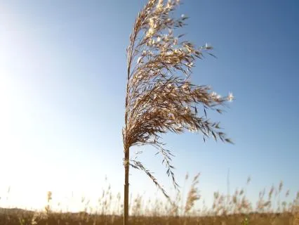 Quick Nervous System Reset For Work Stress