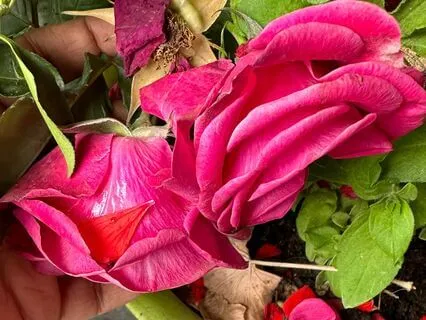 Quick Relaxation And Uplifting Gratitude Practice