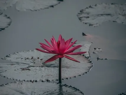 Quick Self-Compassion Break