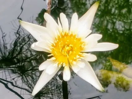 Quick Self-Compassion Break