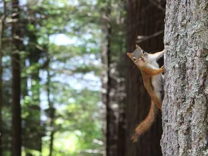 Quick Soothing IFS Meditation With The Trees