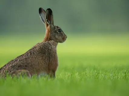 Quick Sound Meditation To Recenter