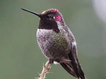 Quick Yoga Nidra: Recharge & Relax