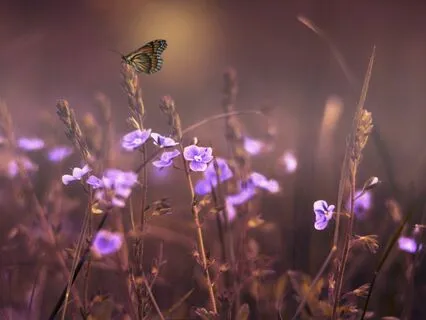 Quiet Ambient Music
