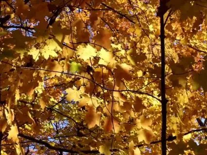 Golden Light For A Nervous System Still On Duty