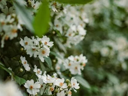 Quiet Garden - Ambient Music for Relaxation and Deep Sleep