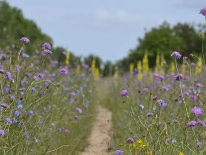 Quiet Meadow Walk