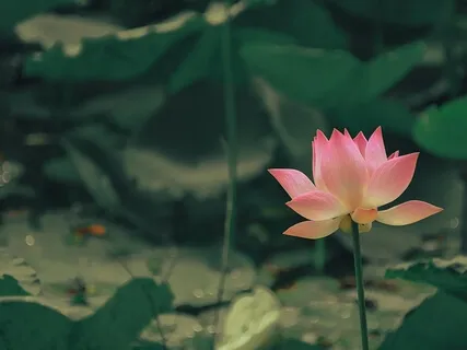 Quiet Mind Meditation