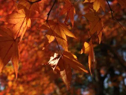 Quiet Mind Stillness Meditation