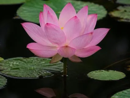 Quiet Mind: Theta Binaural Beats For Meditation