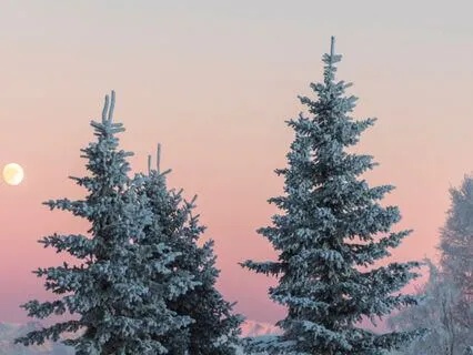 Quiet Night, Quiet Mind