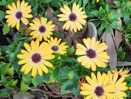 Quiet Reflection  - Piano Improvisation