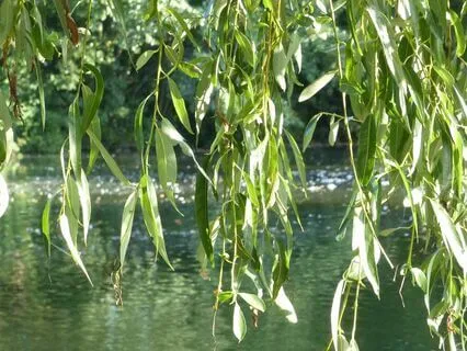 'Quiet Reflection' - Soothing Solo Piano Piece