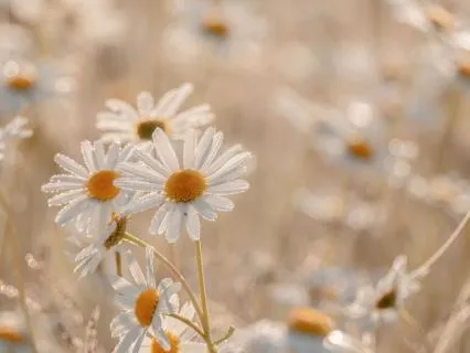 Quiet The Noise | Self-Reiki For Sensory Overload (10 Min)