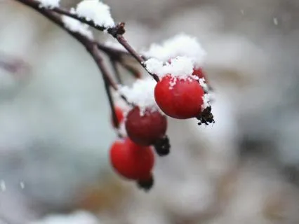 Quiet Visibility - Jan 25