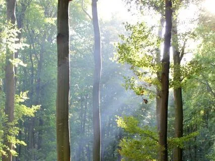 Quiet Woods