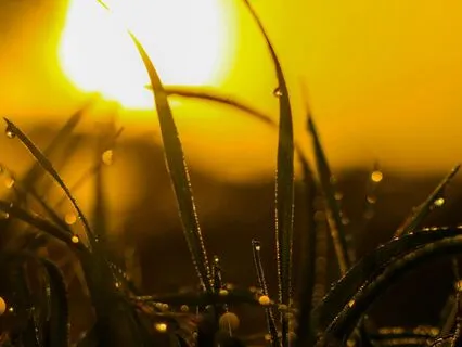 Quiet Your Mind - 432Hz Morning Music