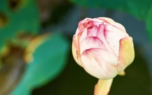 Quietening Meditation 