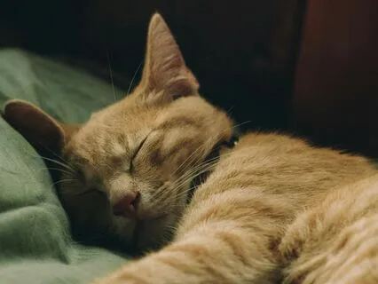 Quieting A Busy Mind For Sleep