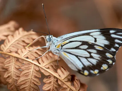 Quieting Crippling Anxiety