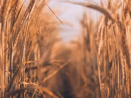 Quieting The Mind Freeing The Heart