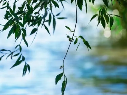 Quieting Thoughts For Sleep (With Story: The Willow Leaf)