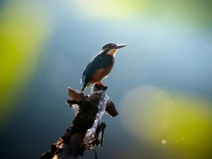 Quietness | Rumi Poem