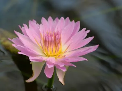 Undisturbed Quietude