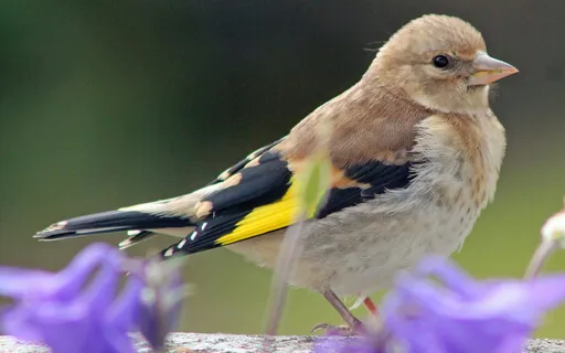 Ra Ma Da Sa Say So Hung