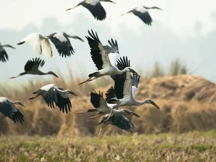 Raag Miyan Ki Todi Improvisation