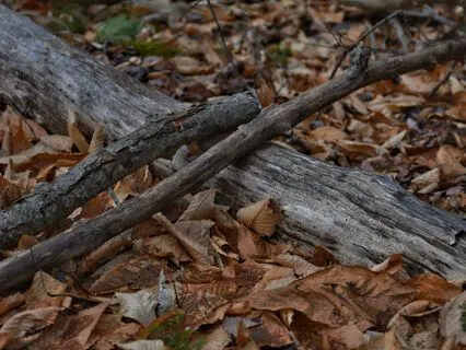 Rabbit Has A Busy Day And C. Robin In The Morning