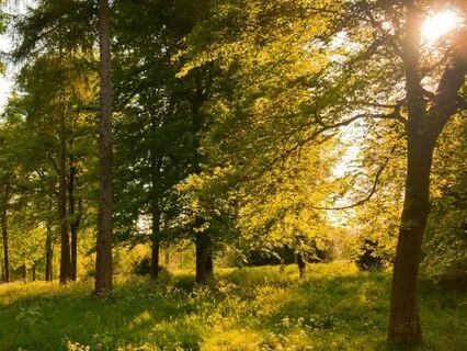 Rabbit's Remarkable Garden: A Winnie-The-Pooh Bedtime Story