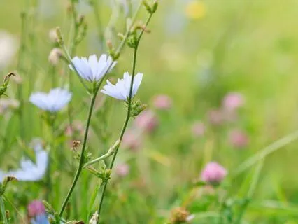 Rabbit Spirit: Calm, Clarity & Creative Renewal