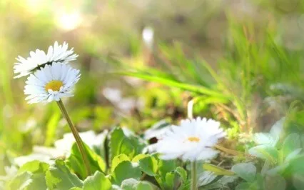 Radiance Mindfulness Practice